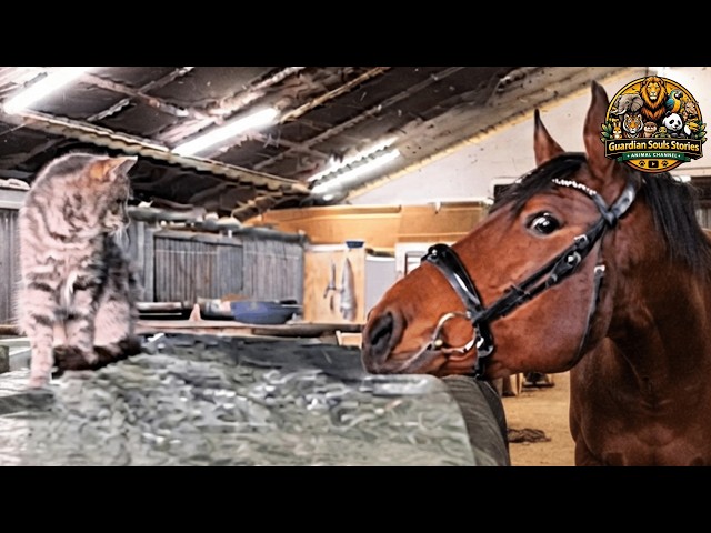 This Horse Was Always Alone — Until The Cats Found Him