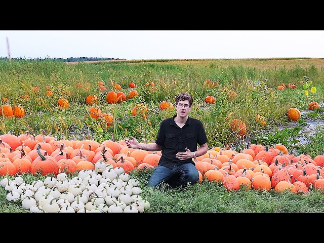Pumpkin Garden Harvest SO Incredible It's SPOOKY!
