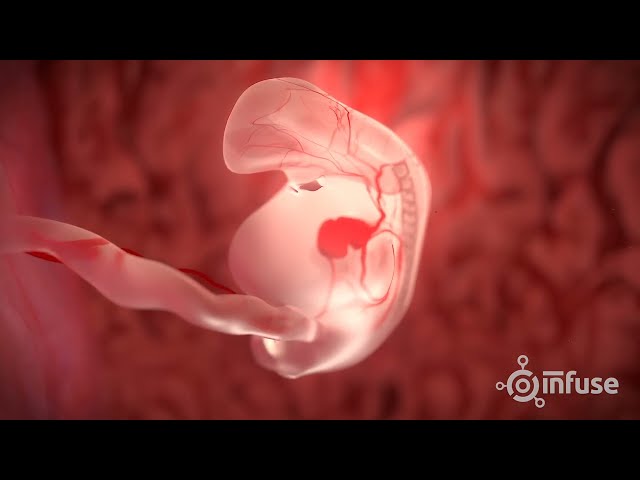Fetal Development 3D Animation | InfuseMed Medical Animation