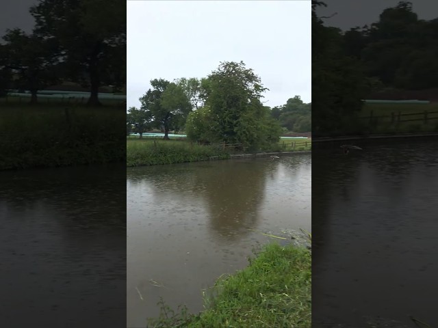 Perfect Timing! Duck Lands in the Rain 🦆🌧️ | Chester Canal #shorts