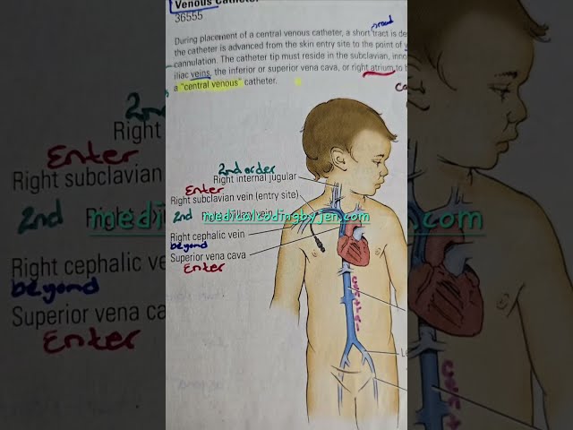 Vascular Families Appendix L explained easy medical coding certification exam