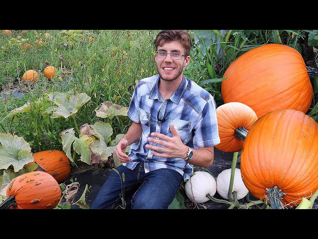 My Pumpkin Patch WORKED!? Growing Pumpkins, Complete Garden Tour