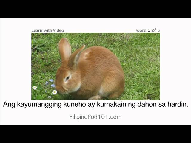 Learn Filipino with Video - Learning Filipino Vocabulary for Common Animals Is a Walk in the Park!