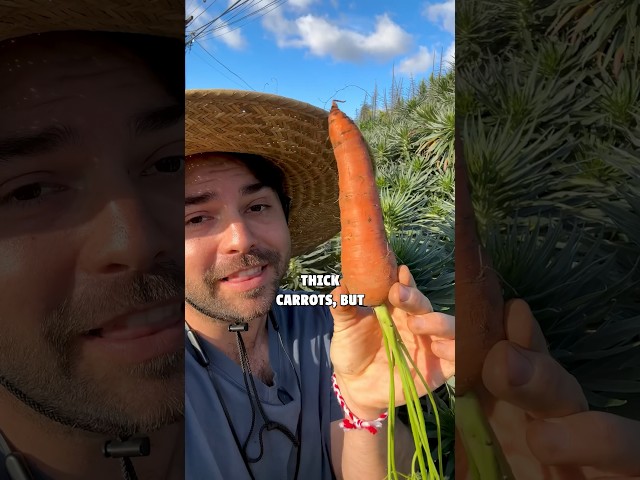 Grow Perfect Carrots At Home With This Easy Trick