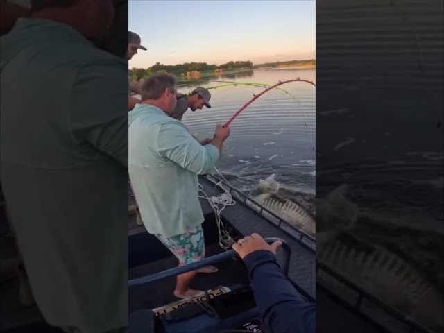 HUGE ALLIGATOR CAPTURED! 6/20 #viral #short #youtubeshorts #shorts #viralvideo #youtube #shortvideo