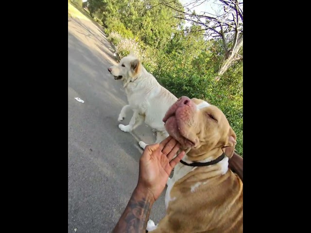 Off-Leash With Coba, Crugar & Caisar | Full Walk (2) 