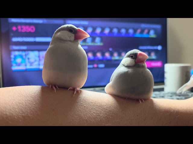 The java finch does his best to loaf 