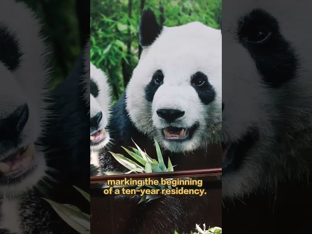 Giant Panda Hu Bao Turns 18! | iPanda【Pandas’ World Travel】