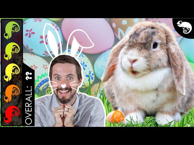 Rabbit, The Best Pet Mammal?