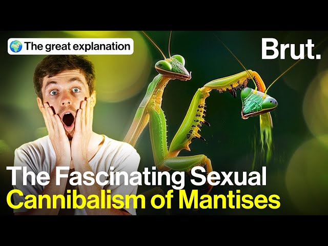 The Fascinating Story of the Mantis