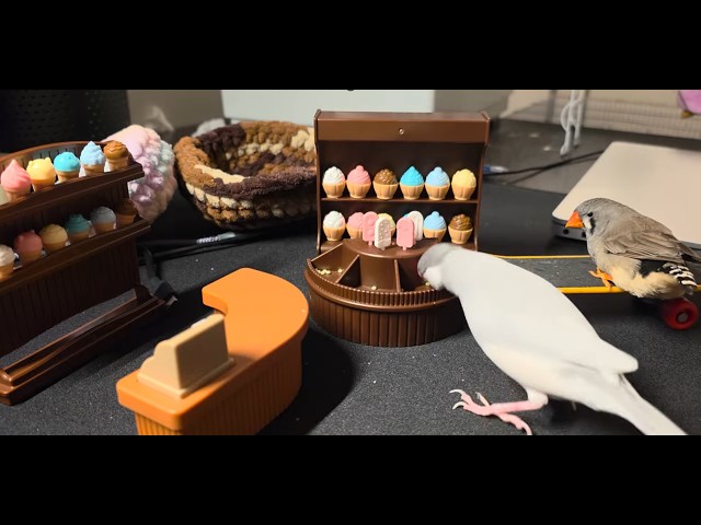 The adult finches have found the store