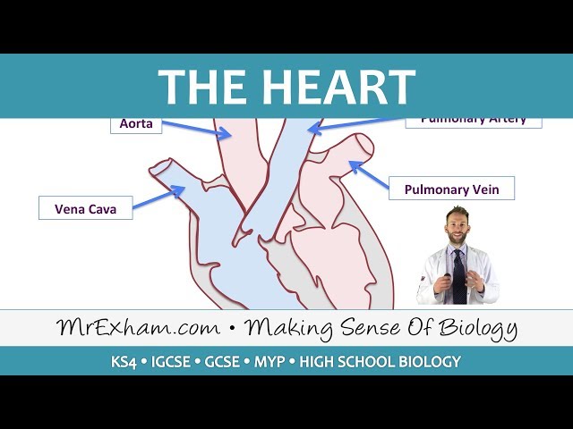 The Heart - GCSE Biology (9-1)