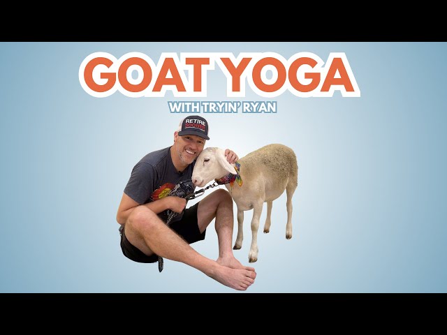 Hooves Up! Ryan’s Retiree Goat Yoga Adventure