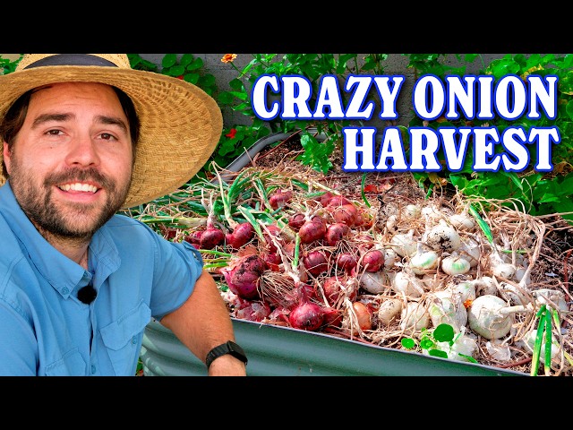 How Much Has The Garden Grown? | Harvests and Updates
