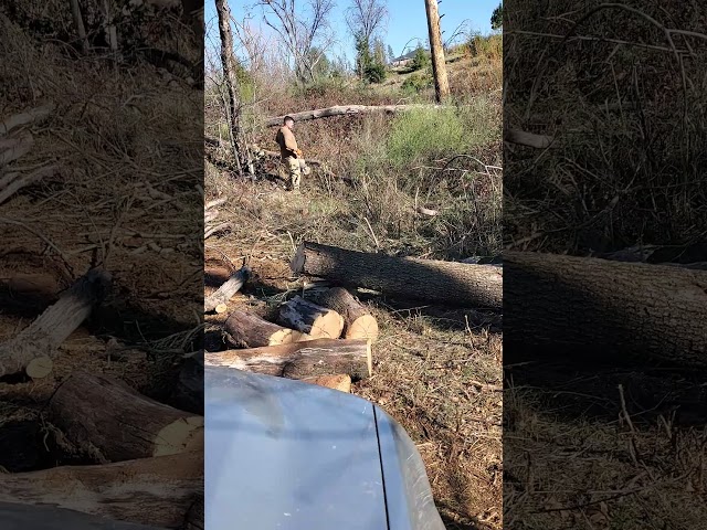 Before we can get to the down trees and black berrys to clear up to the creek. Part 2 #propertycare