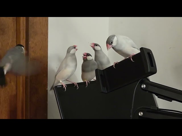 Juvenile Java finch hanging out with the adults (Day 94)