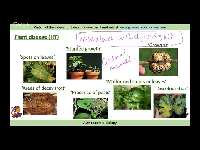Biology Paper 1 (Night Before Exam) 2019