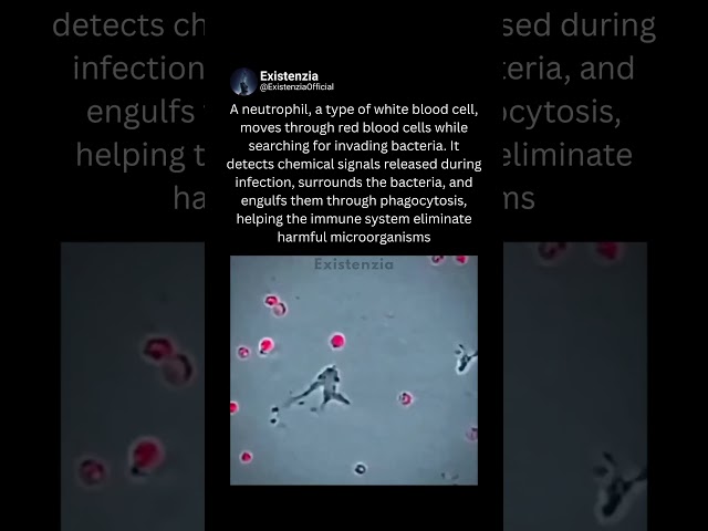 How Neutrophils Hunt and Destroy Bacteria