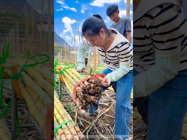 Clever Sugarcane Bundling Trick