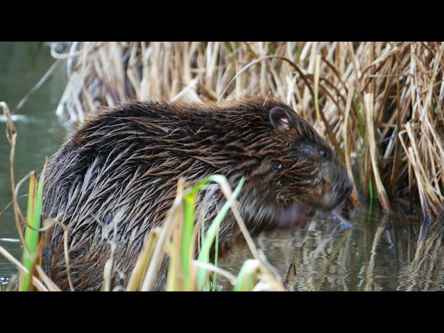 Beavers Return to Dorset with Dorset Wildlife Trust
