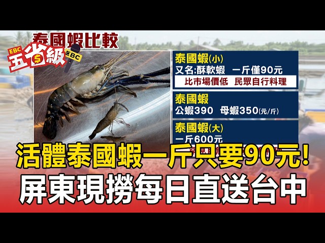 活體泰國蝦一斤只要90元！屏東現撈每日直送台中民眾強買【東森五省級】