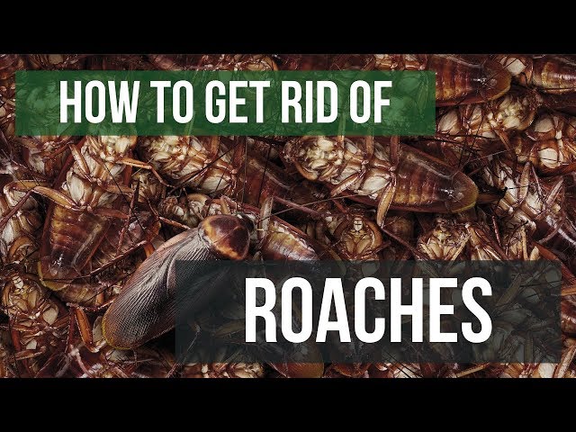 How To Get Rid of Cockroaches Guaranteed- 4 Easy Steps