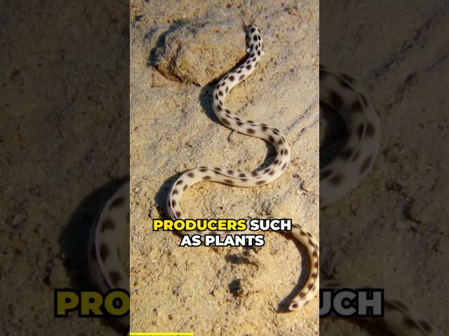 Exploring Ecosystems: Understanding Nature's Balance | #shorts