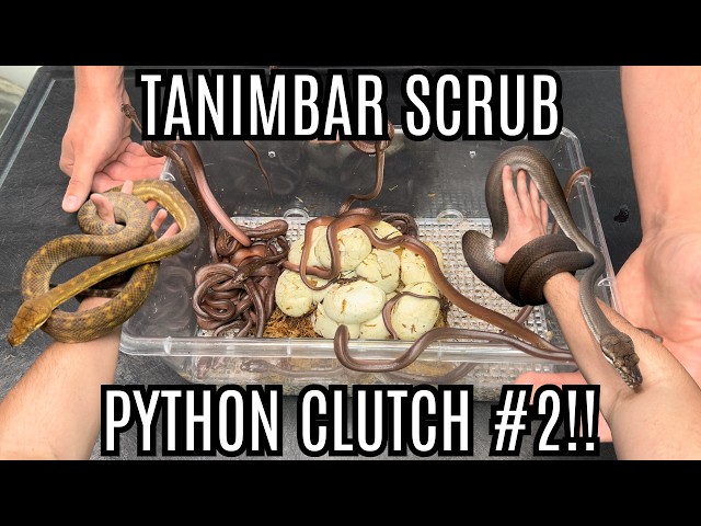 My Second Clutch Of Tanimbar Scrub Pythons!!