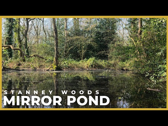 English Woodland Pond 🐦 | 1 Hour Birdsong & Forest Ambience | 4K 60fps HDR | No Talking
