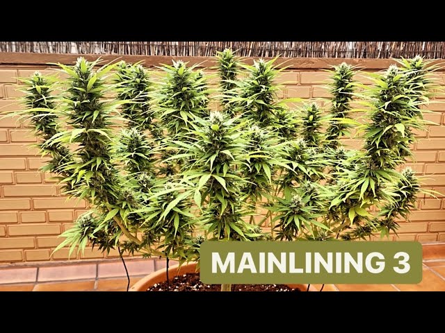 MAINLINING  3