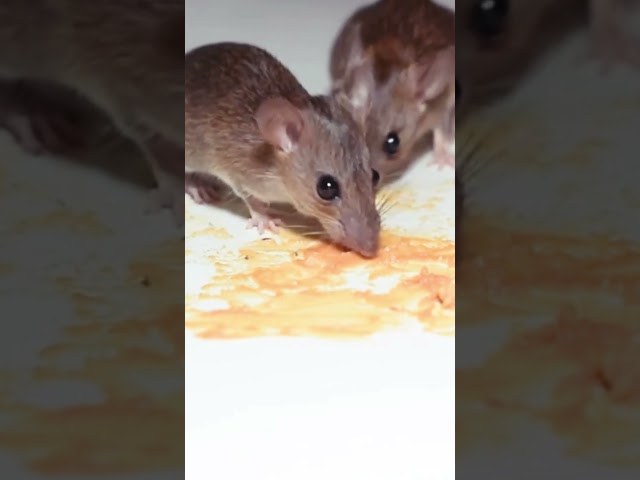 Cat TV - Mouse Video for Cats to Watch #shorts #cattv
