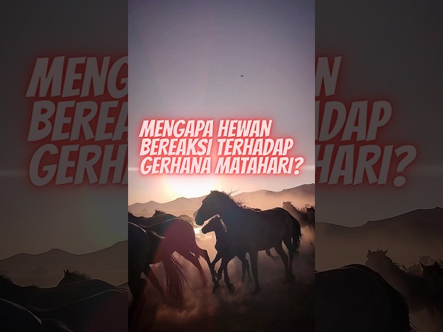 MENGAPA HEWAN BEREAKSI TERHADAP GERHANA MATAHARI ?