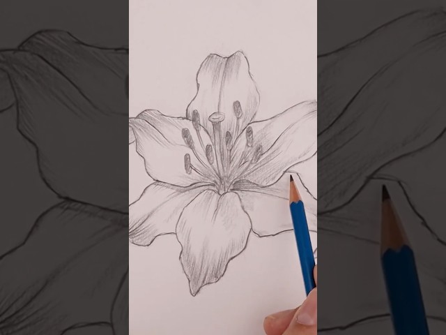 How to Draw a Spring Flower for Beginners