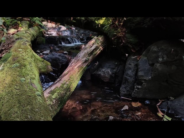 Relaxing Piano Music – Healing Vibes & River Flow for Gentle Meditation and Relaxing Sleep