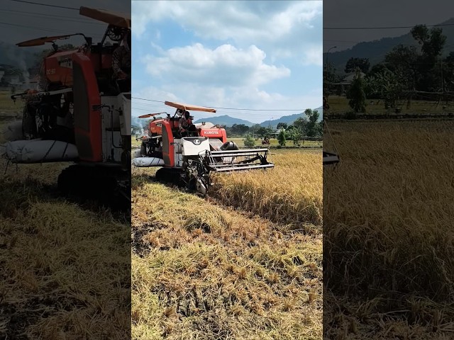 COMBINE HARVESTER KUBOTA DC93 eps 109 #kombisawah #combineharvester #kubota