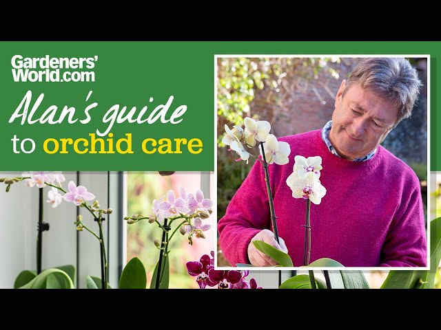 Looking after orchids