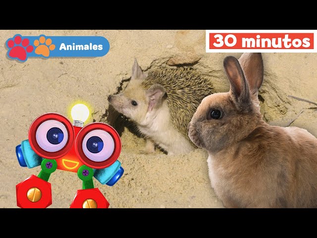 Mis Amigos Animales con Robi | Aprender animales | Educación para bebés | Mi Primera Universidad