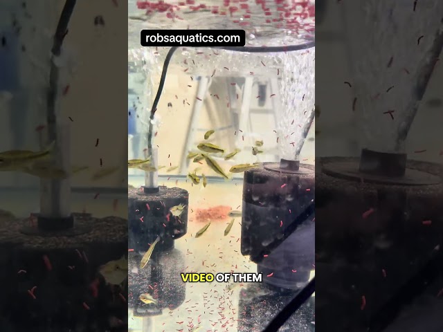 These Fogo Peacock Bass Are ABSOLUTE MONSTERS 🔥🐟