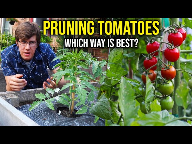 How to Prune Indeterminate Tomato Plants (4 METHODS)