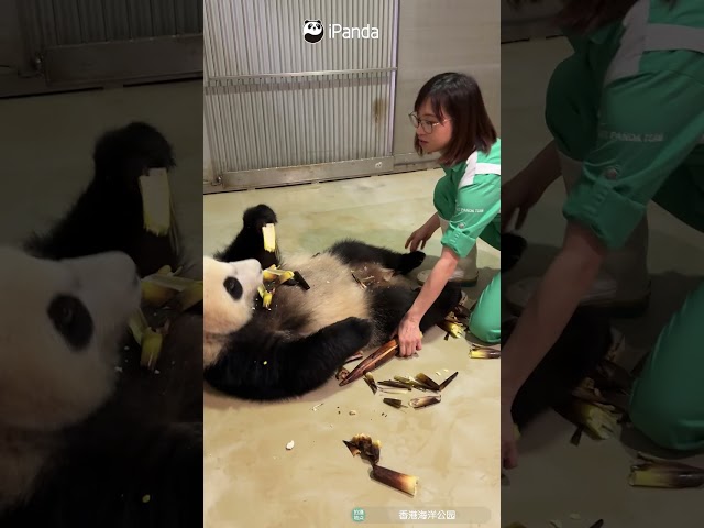 Panda Gets Foot Massage While Eating | iPanda #shorts #HKPanda