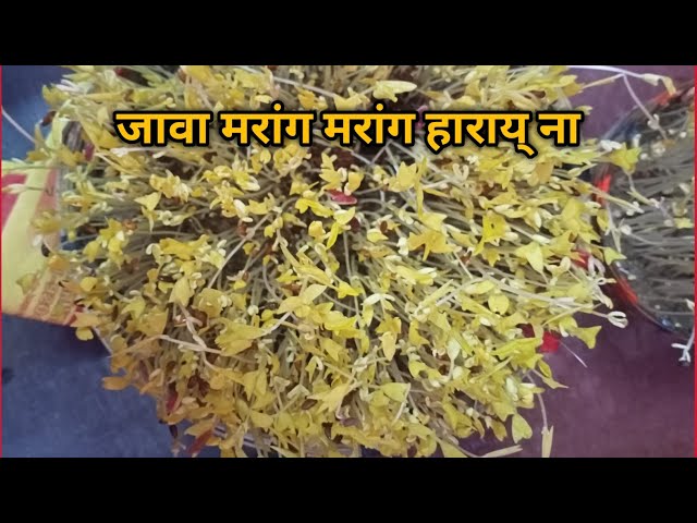 जावा दारे ना मरांग मरांग || Tusuwala Besra 