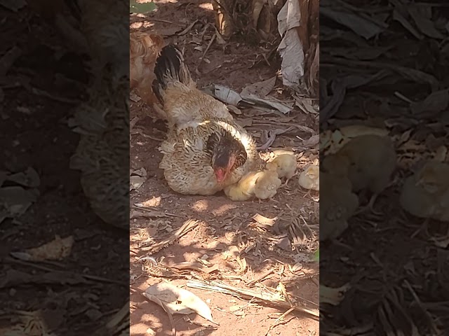 Pintinhos chegaram