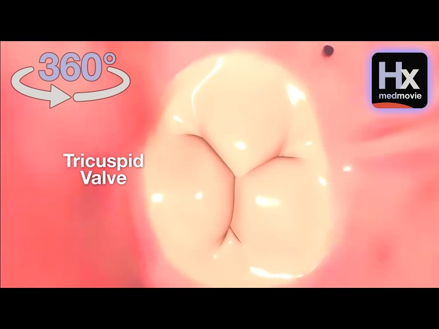 Interactive 360 - Explore Inside the Right Atrium - hxheart.com