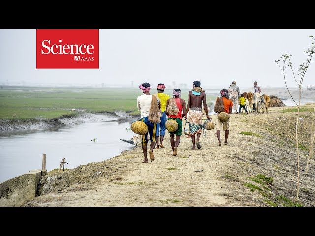 As sea levels rise, Bangladeshi islanders must decide between keeping the water out—or letting it in