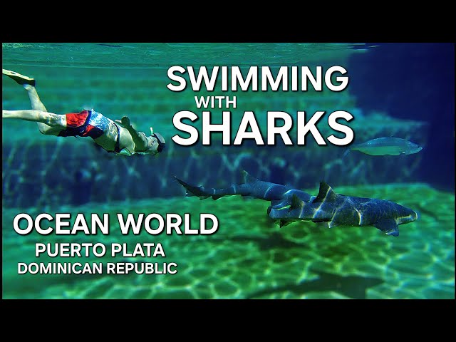 SWIMMING WITH SHARKS - DOMINICAN REPUBLIC