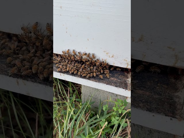Sleepy Bees