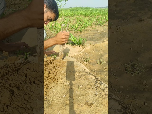 सदाबहार के पौधे को घर पर कैसे लगाएं #viralvideo #shortvideo #sadhbhar #vikwayy