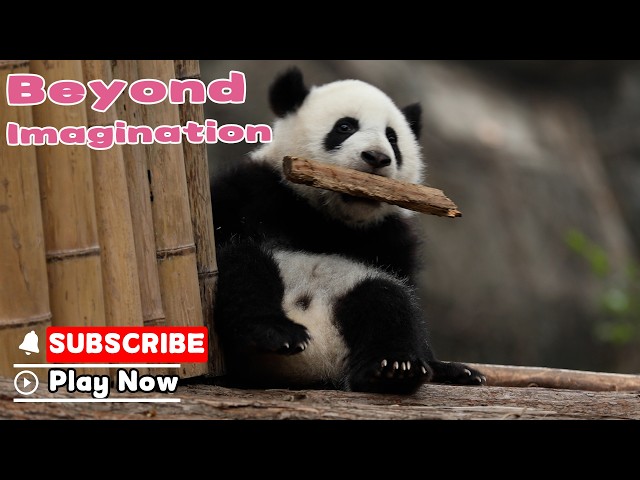 Panda's Favorite Toy Is Beyond Anyone's Imagination | iPanda