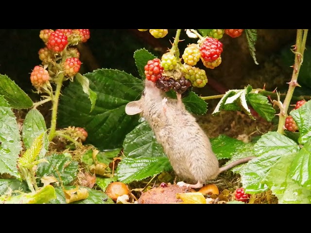 George the Mouse and the black berry bush