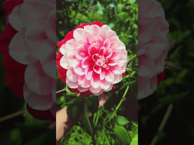 #plants lover #like #nature #subscribe